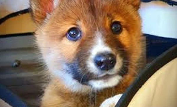 News, World, Animals, House, Dog, Protection, Lost Puppy Found in Australia Is Actually Rare Dingo
