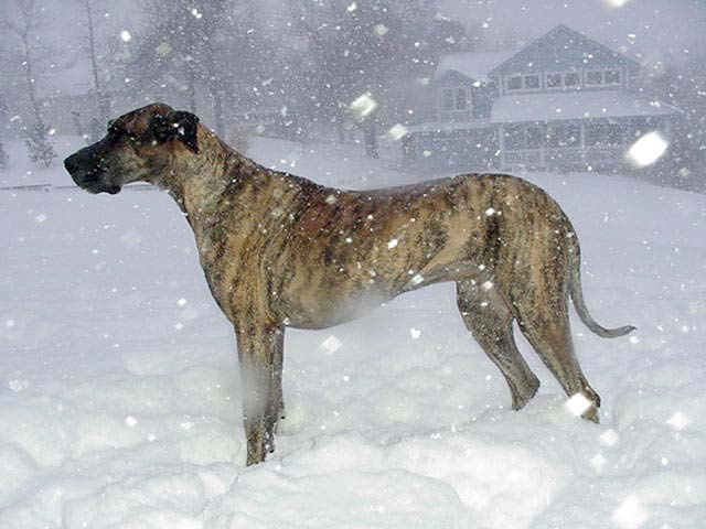 Great_Dane_Brindle.jpg