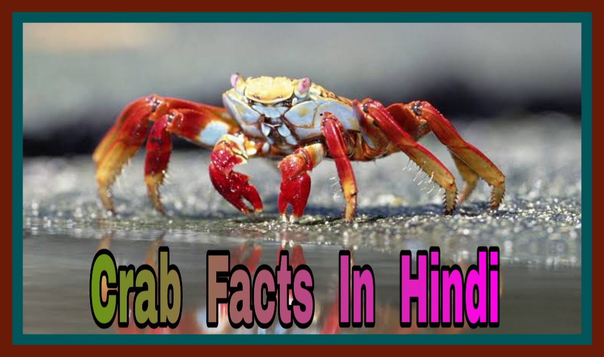 Crab Facts In Hindi केकड़ा के बारे में जानकारी Hindi7facts