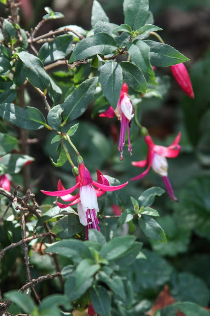 fuchsias, red and white fuchsias, Anne Butera, My Giant Strawberry