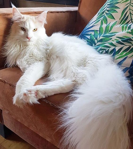 Should Maine Coons be shaved?