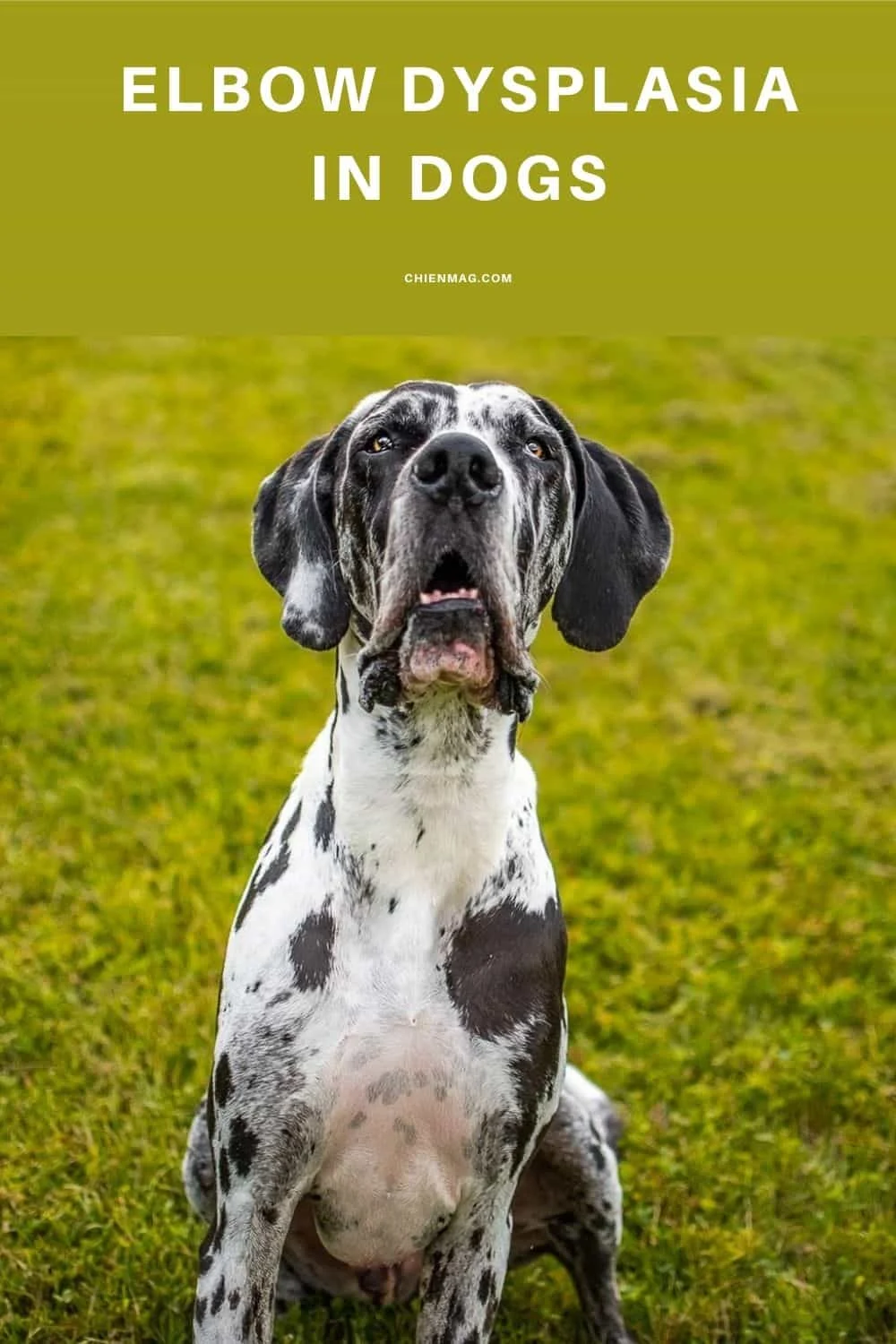 Understanding Elbow Dysplasia in Dogs Causes and Symptoms DOGALYO