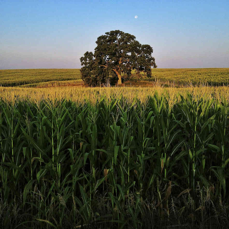 What's the Diehl?: June 2013