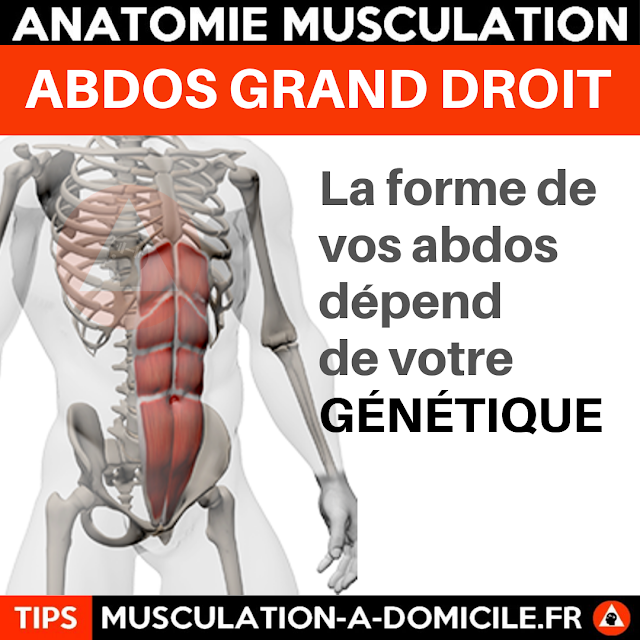 abdos et génétique