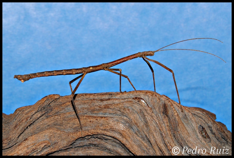 Macho adulto de Hypocyrtus ornatissimus, 6 cm de longitud Macho adulto de Hypocyrtus ornatissimus, 6 cm de longitud