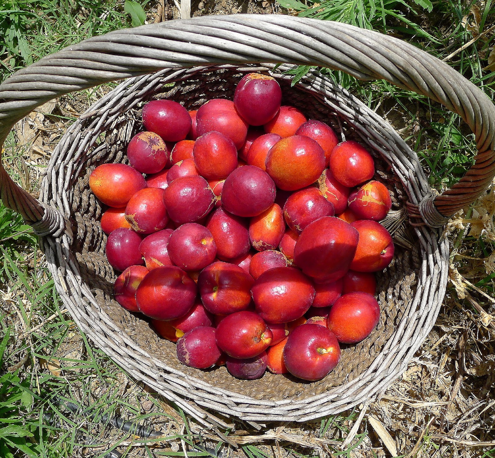 MY KITCHEN IN SPAIN THE APRICOTS ARE FALLING!