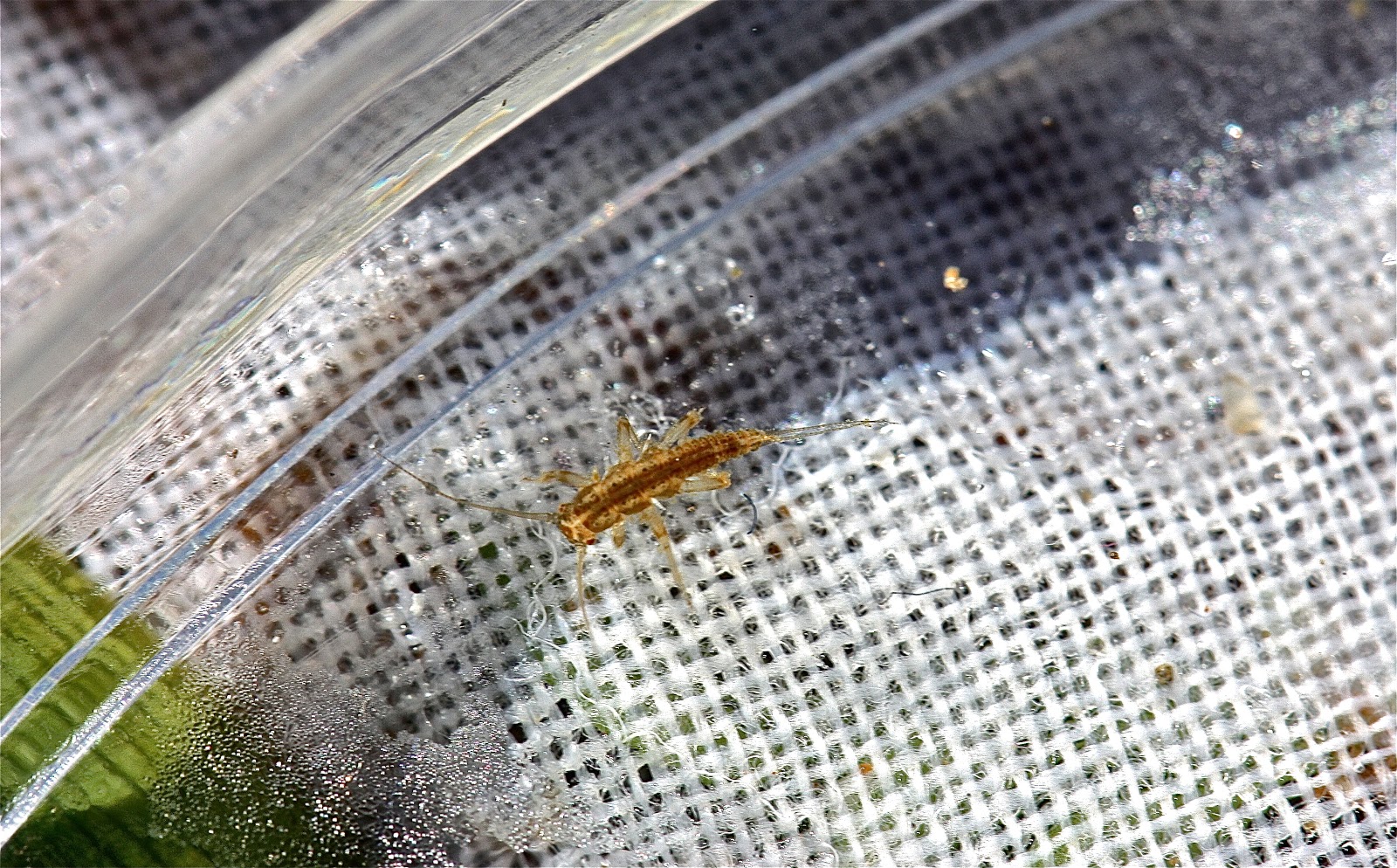 Aquatic Insects of Central Virginia: 找到了! (Gotcha!): The First Large ...