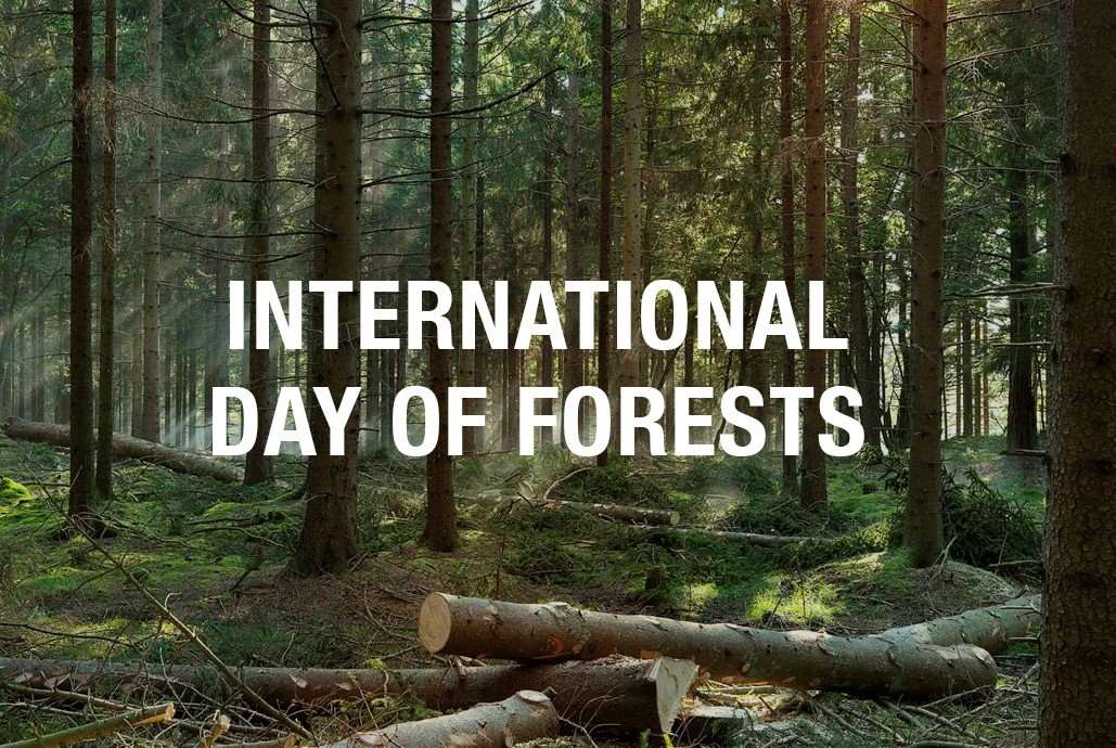International Day of Forests Wishes Unique Image