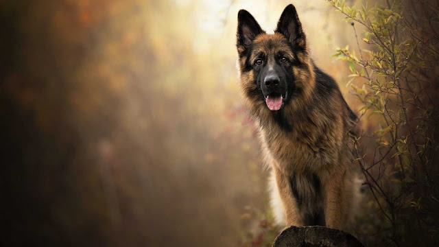 desktop german shepherd wallpaper