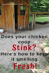 chicken coop stink does muranochickenfarm clean chickens backyard raising