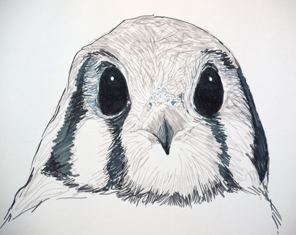 ARTIQUERYROSE: DRAWING OF KESTREL IN INK