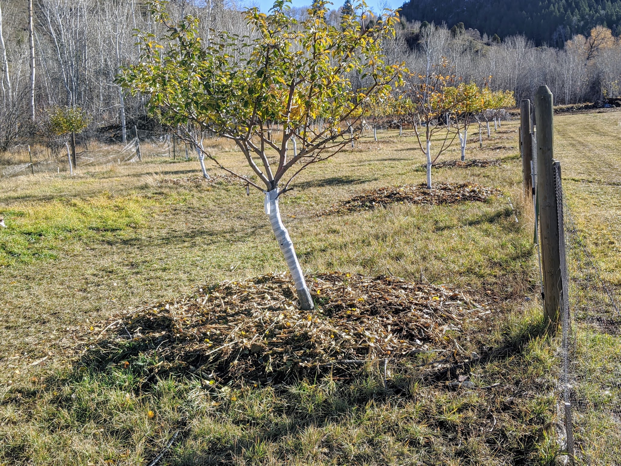 Fruit Tree Pruning at Its Best Never Fertilize Your Fruit Trees?