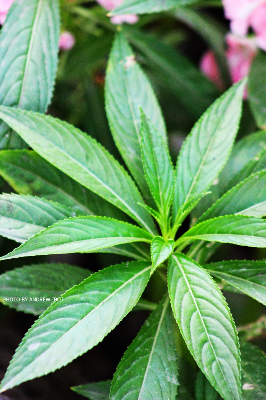 Ako si ANDREW IBOT! Kamantigui (Impatens balsamina L.)