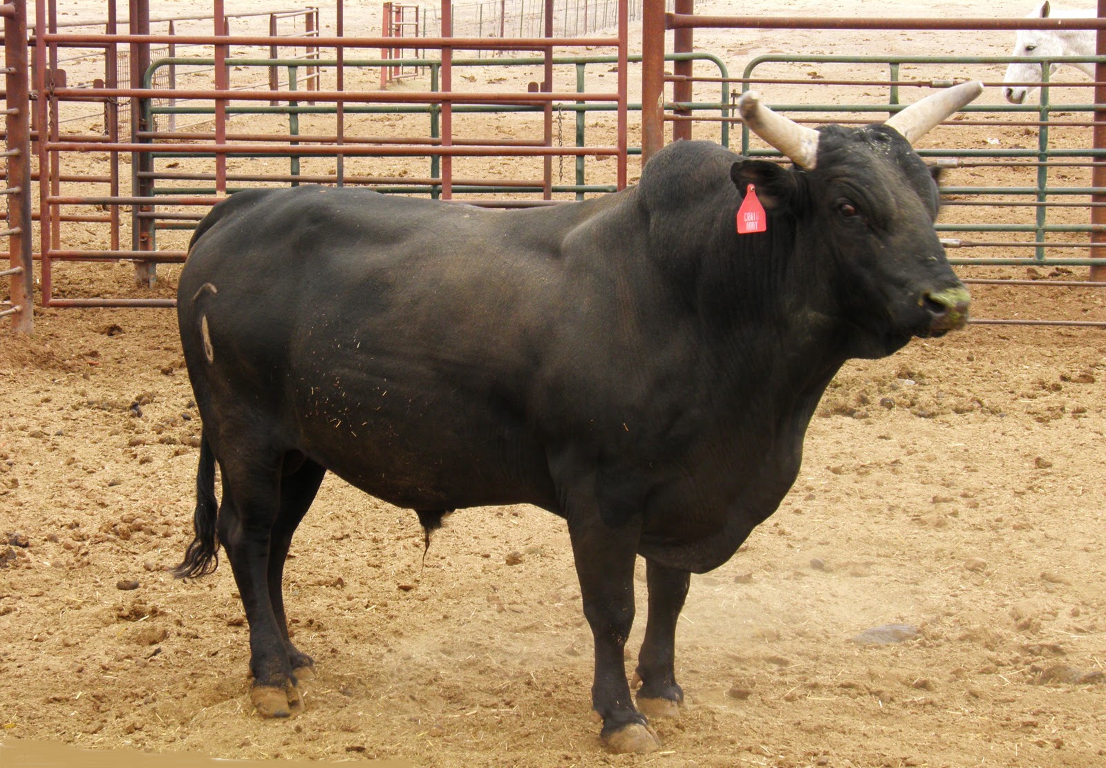 Arizona Beetles, Bugs, Birds and more Marana Stock Auction