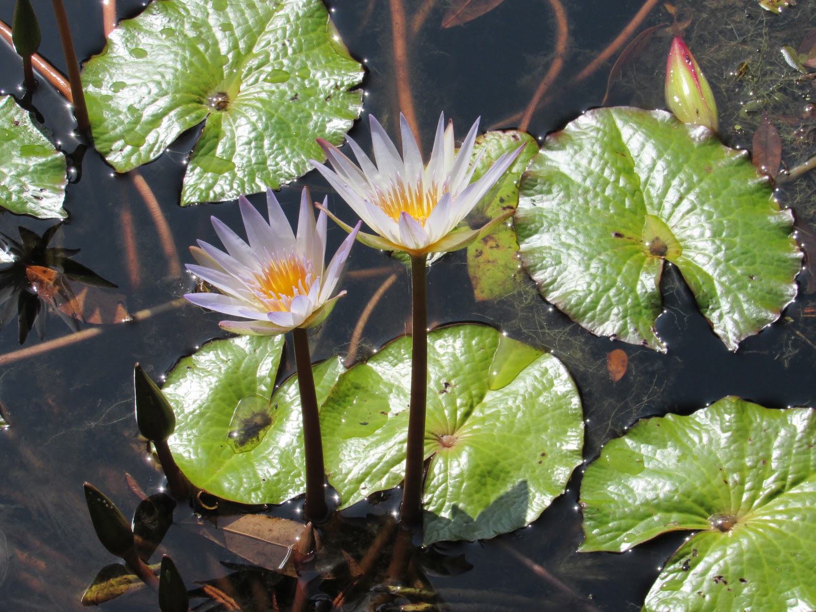 TM Gallery Walsingham Botanical Garden February 8, 2017