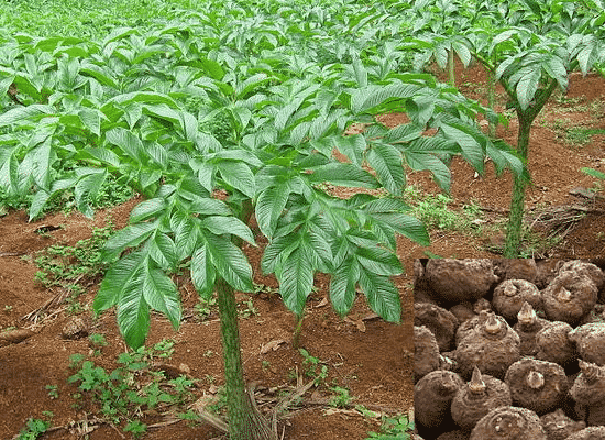 Jimikand Benefits : जिमीकंद की सब्जी खाने से शरीर को मिलते है अनगिनत फायदे, वजन भी होगा कम जिमीकंद की उन्नत खेती