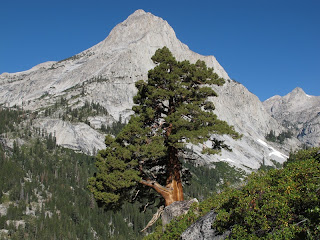 Felsen und Bäume - die wichtigsten Elemente dieser Landschaft