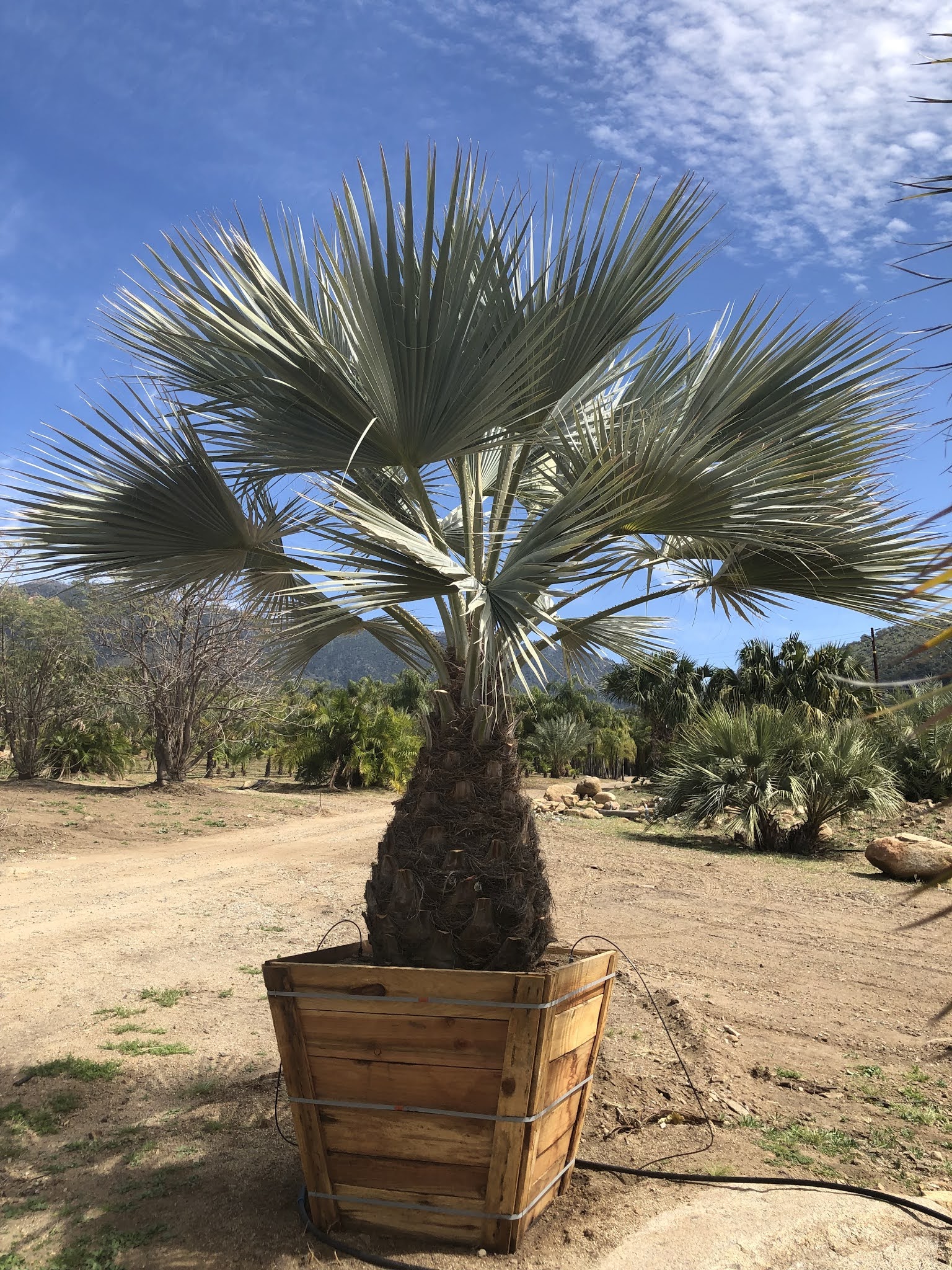Gregory Palm Farms PALMS FOR SALE, COLD and DROUGHT TOLERANT...(Brahma Armata)THE MEXICAN BLUE