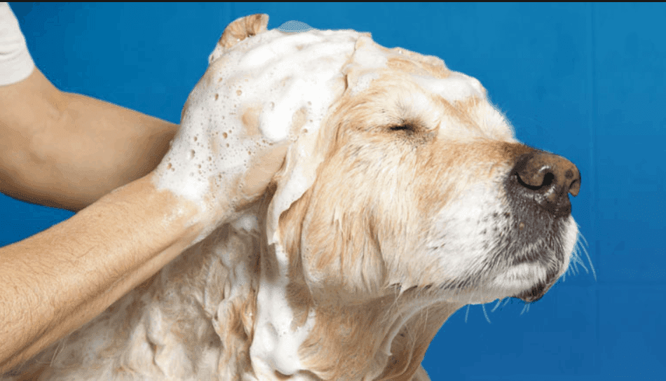Köpeğinizi Nasıl Düzgün Yıkarsınız Ve Nasıl Kurulanmalıdırlar