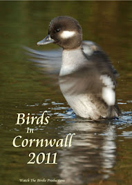 Birds In Cornwall 2011 DVD  -  OUT NOW