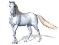 Cavalo png