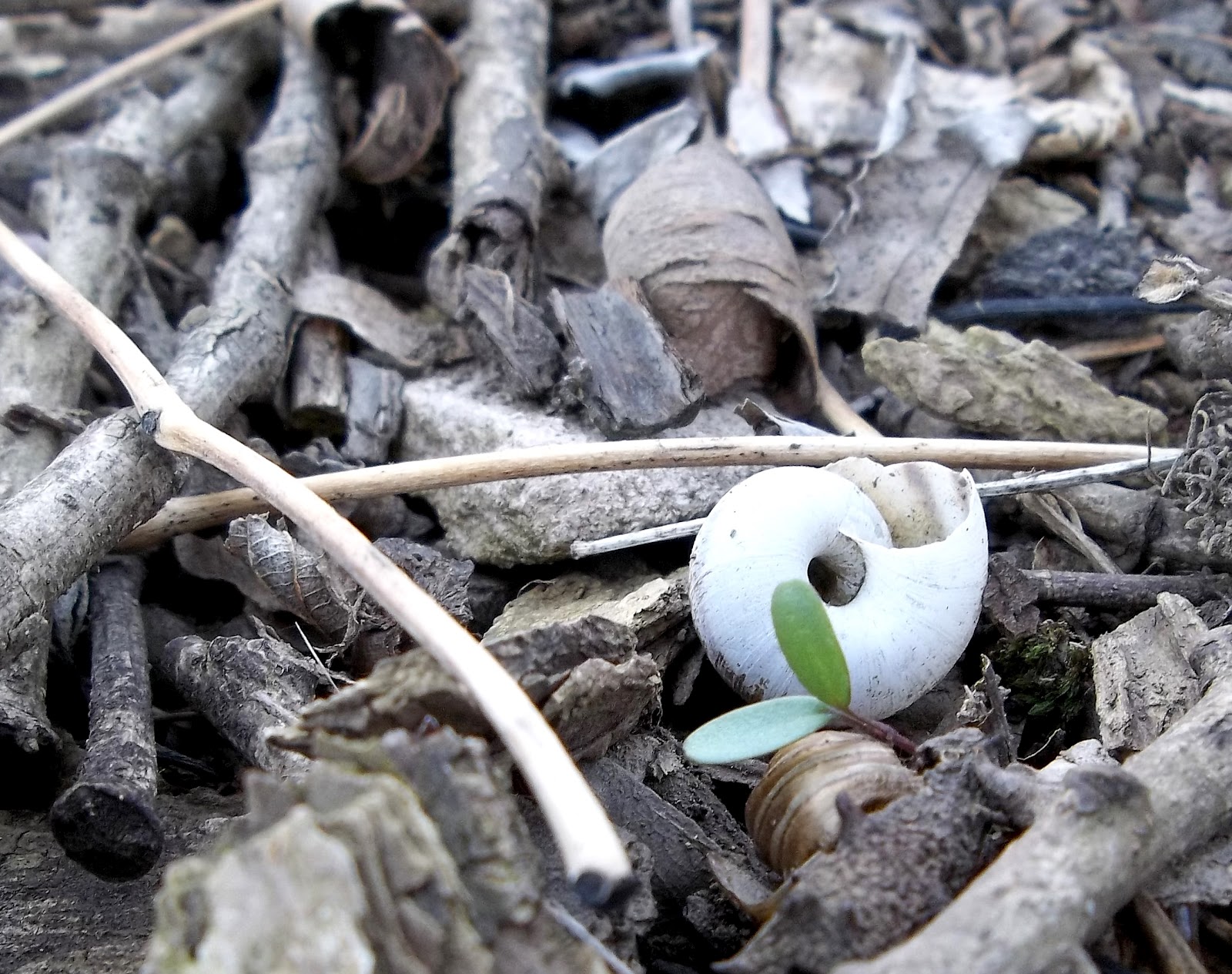 Snail Shell Ridge Unearthing My Creative Identity: Hanging Rock
