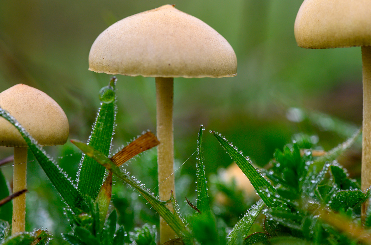 Robin Loznak Photography Fungus Among Us