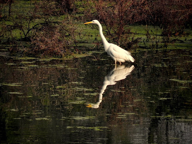 Keoladeo National Park Bharatpur Bird Sanctuary | Keoladeo National Park Rajasthan