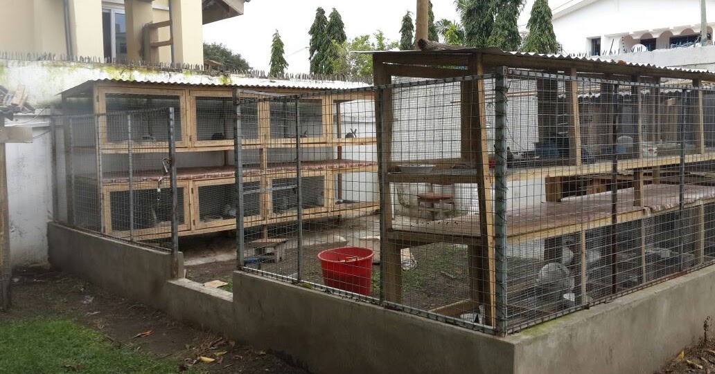 Rabbit farming as a business in Ghana Rabbit farming in Ghana