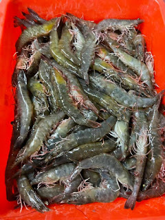 屏東枋寮沿海養殖特選白蝦，讓白蝦能夠在寬闊的環境下健康快樂生長