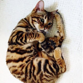 Mini Tiger Toyger Cat Breed