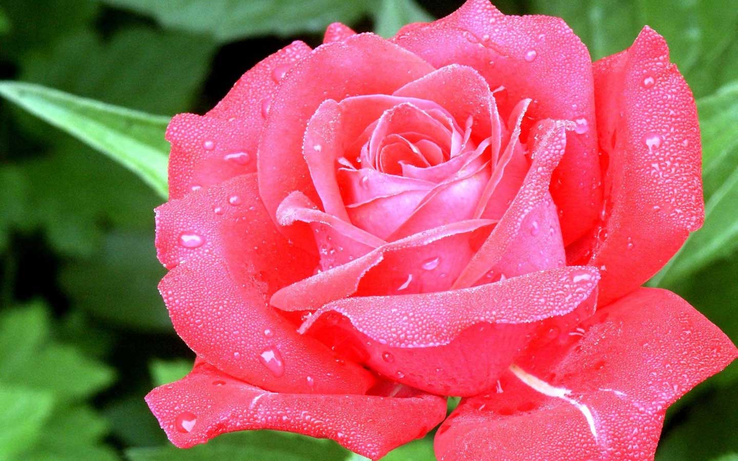 Фотки красивых роз. Гули Садбарг.