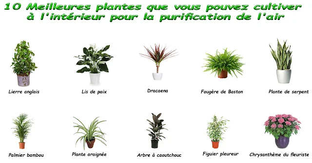 10 Meilleures plantes que vous pouvez cultiver à l'intérieur pour la purification de l'air