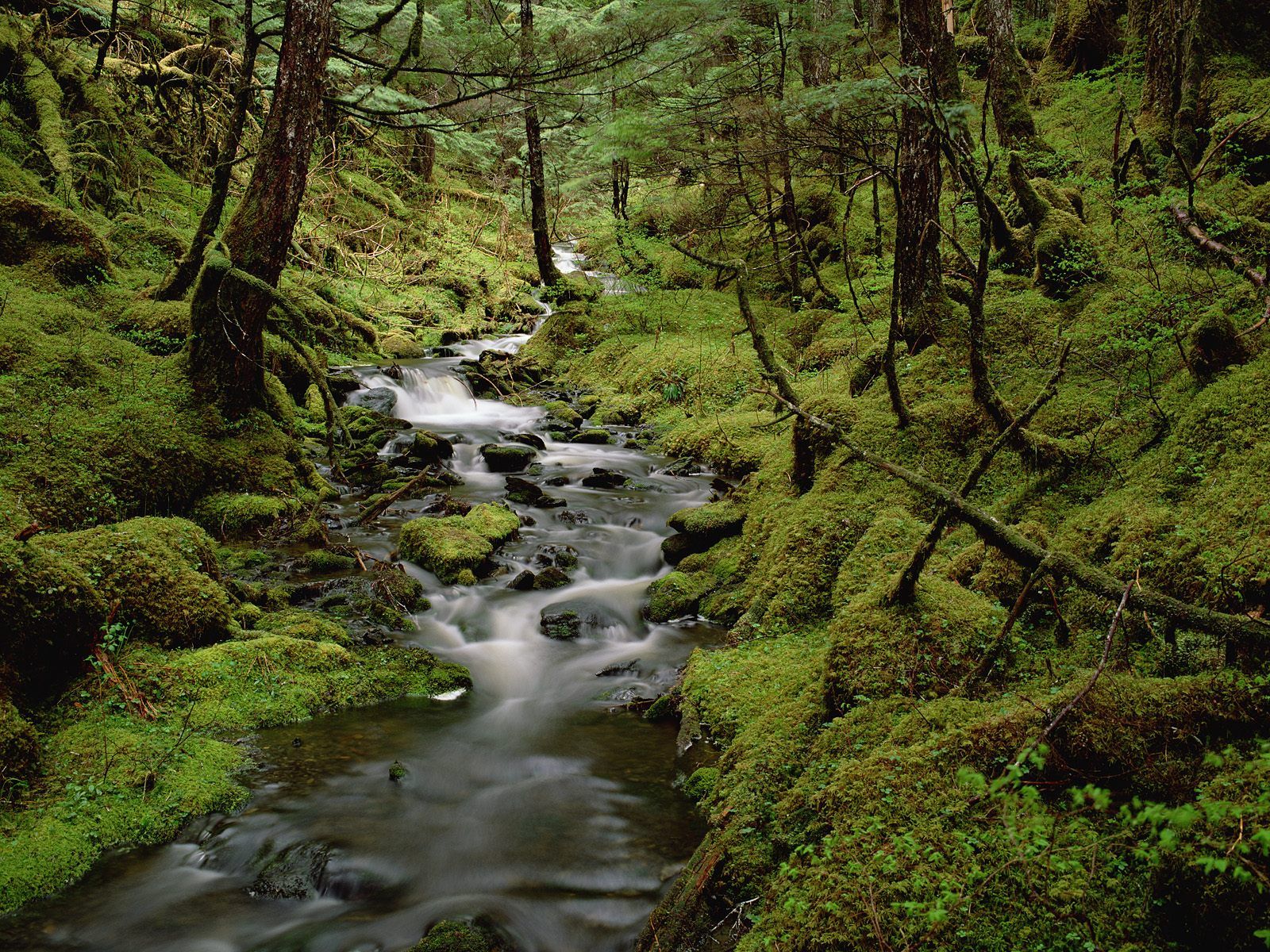 Foto foto Hutan Yang Indah Emmethe Share Foto foto Hutan Yang Indah Emmethe Share