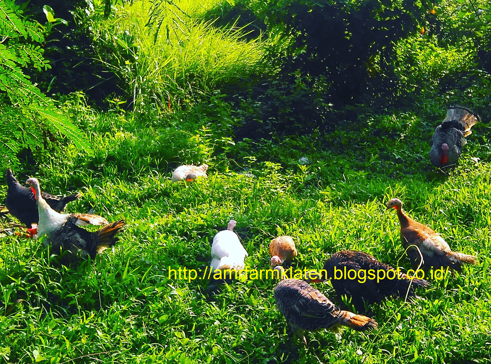 Amr Farm Klaten Home Facebook