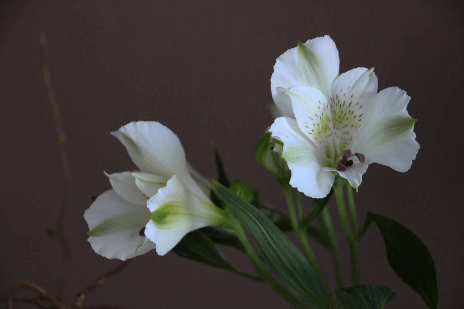 Vase Groove Mit Inkalilien Alstroemeria