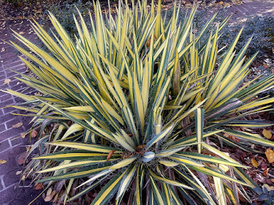 Future Plants by Randy Stewart: Yucca