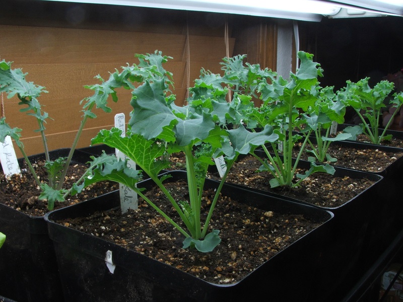 Wasilla Alaska Garden Adventures