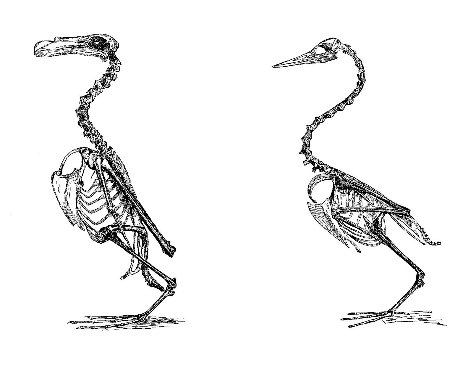 Скелет птицы легко. Скелет Гесперорниса. Скелет кряквы утки. Скелет птицы.