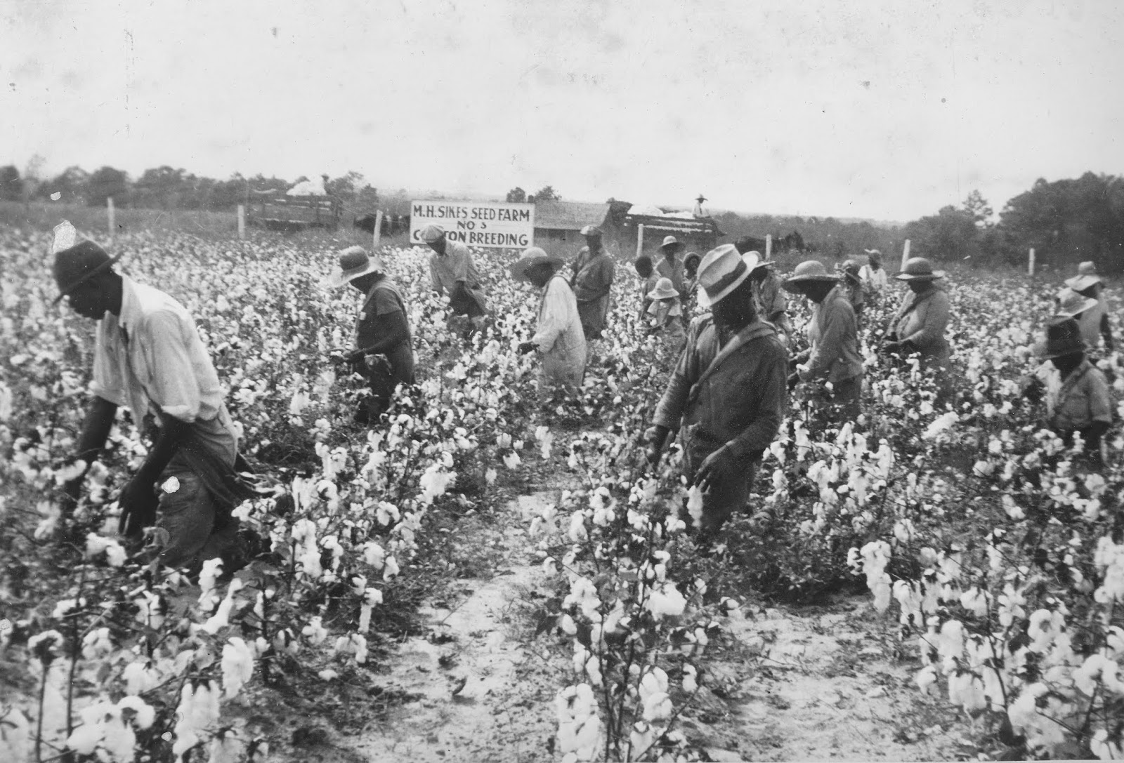 PIECES OF OUR PAST KING COTTON