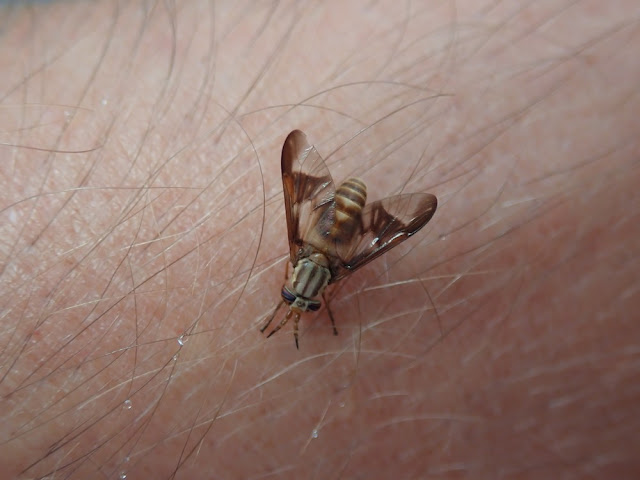 Chrysops sp Chrysops sp