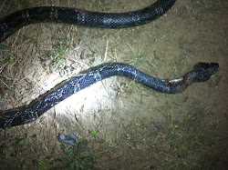 chicken snake snakes coop dead dynamic readers wildlife eating write chickens