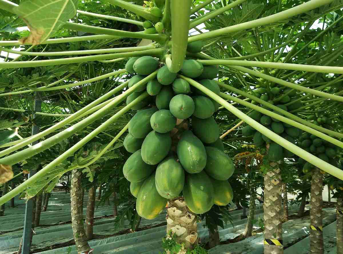Papaya farming : पपीते की खेती कैसे करें, यहां जानें