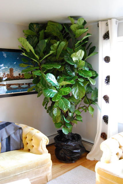 Large Indoor Planters