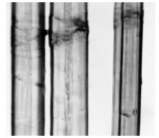 Longitudinal-View-500X-flax-fibre