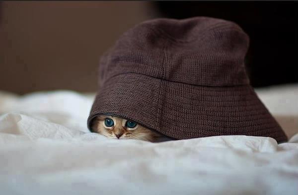 Gatito debajo sombrero