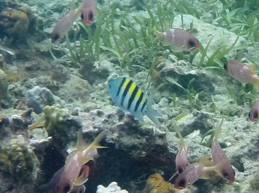 Underwater Video in Jamaica Tropical Fish Pics