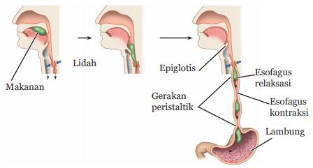 IPA VIII BAB 4 Sistem Pencernaan Manusia ~ GEOGRAPIK