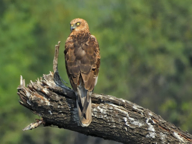 birds of bharatpur