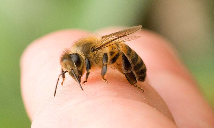 Criança de 3 anos morre após picada de abelha em Senhor do Bonfim